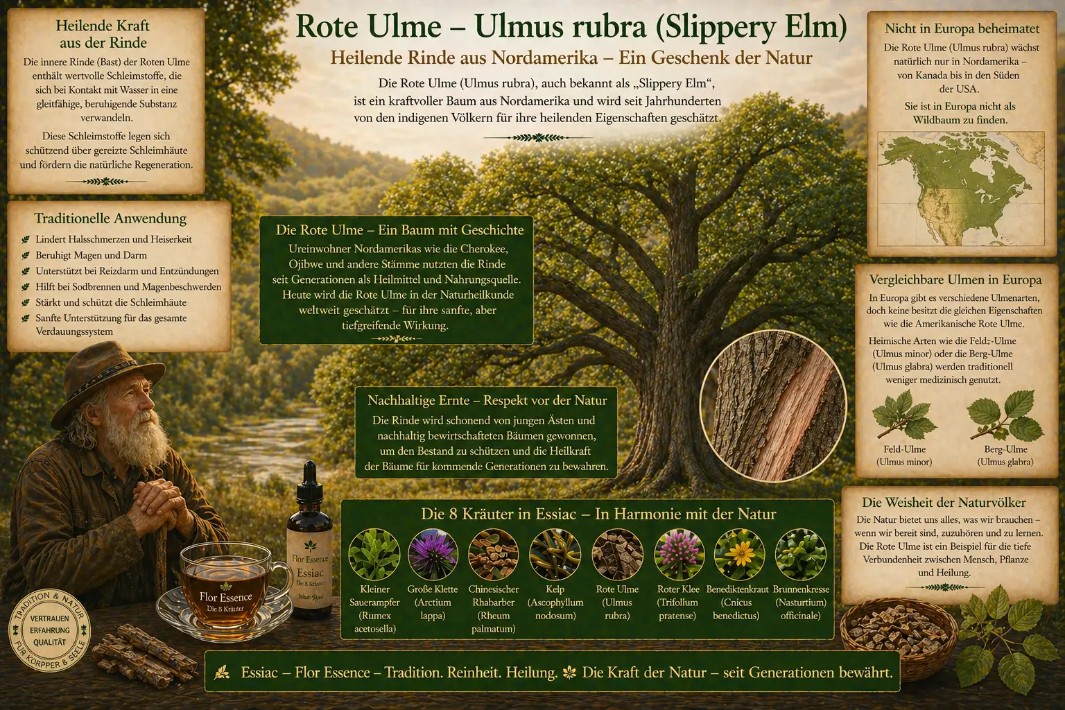 Infografik über die Rote Ulme (Ulmus rubra) in Essiac Flor Essence. Ein bärtiger Mann betet vor einem großen Baum im Wald. Informationen über die heilende Rinde, Schleimstoffe und die Nutzung durch indigene Völker.